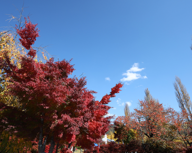 紅葉シーズンで観光客も多かった河口湖