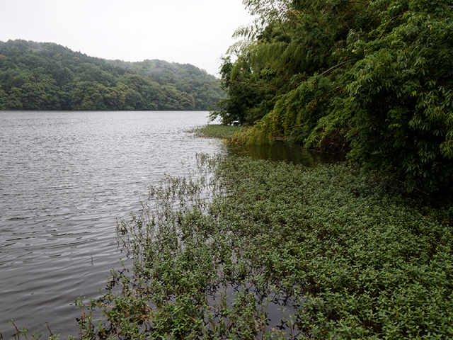 岸沿いはカバー天国、もしくは地獄