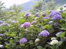 01_紫陽花満開の七川ダム湖畔 クリックで拡大