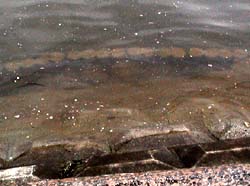 2003-04-04 07:32:07+09/地元アングラーによると水位は満水だそうです。ご覧のように公園の護岸が水没。