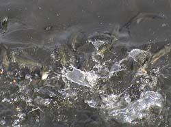 2003-06-21 07:30:20+09/芦ノ湖生き物シリーズその5:20cmオーバーのウグイの群れ。