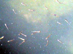 2003-06-21 08:37:05+09/芦ノ湖生き物シリーズその9:魚種は不明ながら1cmくらいの稚魚も浅場で見ます