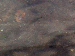 2003-09-12 07:21:11+09/浅瀬にいた4インチくらいのスモールスモール。