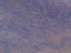 2003-09-12 07:24:26+09/ワカサギっぽい小魚も盛んに補食していた