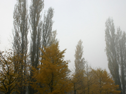 2004-11-07 07:25:09+09/2日目朝は濃霧注意報が発令されていた。その通りに濃い霧に包まれた朝。