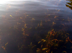 2004-11-07 09:11:41+09/皆が狙うエビ藻。イエローの偏光グラス越しに撮影してるため黄色っぽく写っているが、湧き水があるのか、このエリアのエビ藻は緑色が強かった。他のエリアはかなり枯れている。