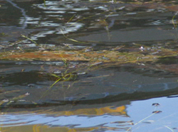 2004-11-07 09:48:23+09/クラシック以降、急激に減水した。藻の先端が出ている。