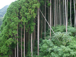 2004-09-18 08:52:40+09/杉が多い。周辺は林業が盛ん。