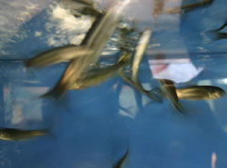 2004-09-18 09:43:10+09/アブラハヤ、ウグイ、タナゴ、ウナギなど宮川に住む魚を展示。