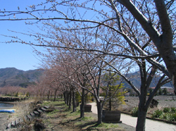 2004-04-10 11:01:08+09/八木崎の桜はつぼみ
