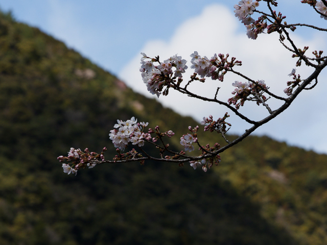 10時過ぎには青空。桜の開花も進んだ