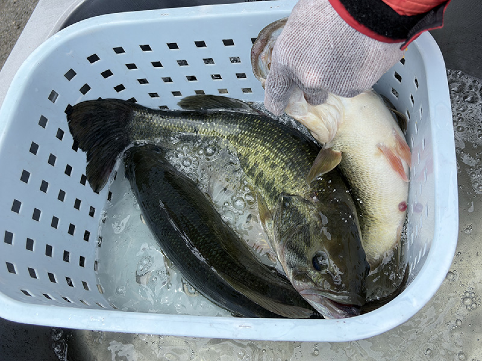 林直樹の３本