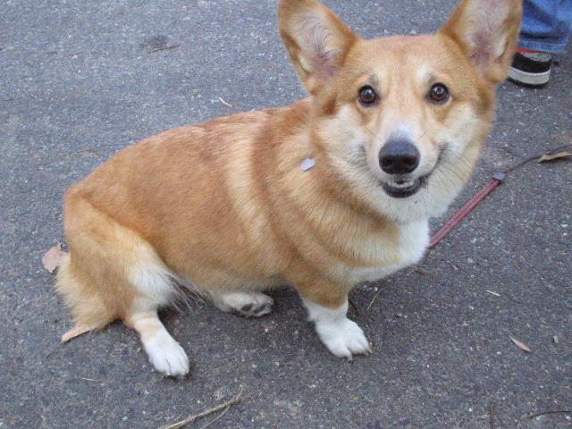 【写真クリックで前の画面に戻ります】　大きくなった山チャプマスコット犬 